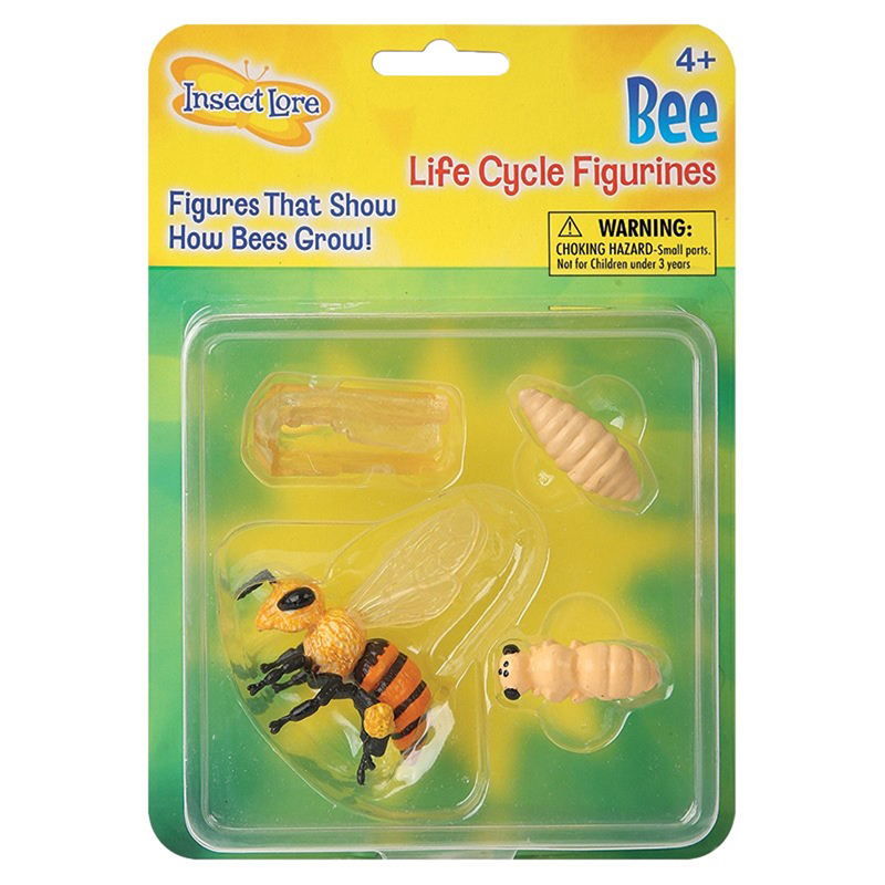 Insect Lore Honey Bee Life Cycle Stages Nifty Concept