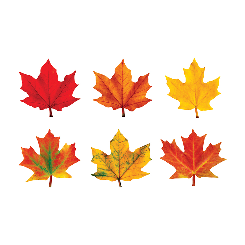 Classic Accents Maple Leaves Variety Pk-Discovery T-10958
