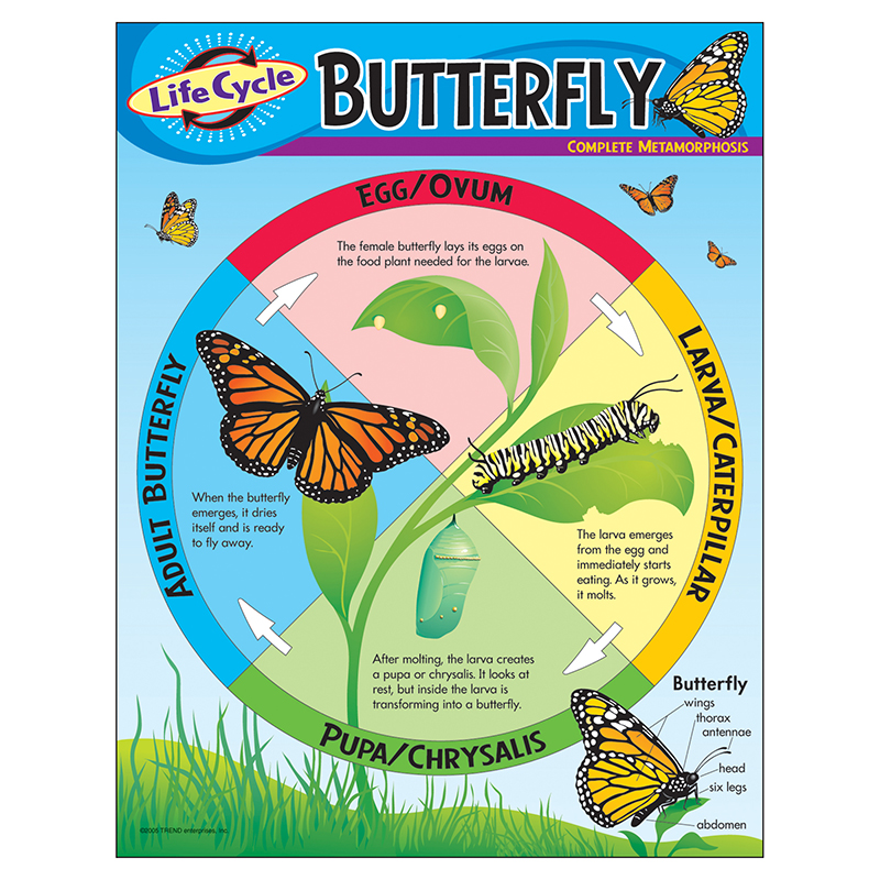 Chart Life Cycle Of A Butterfly  T-38151