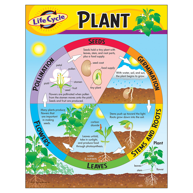 Chart Life Cycle Of A Plant K-3  T-38179